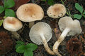 Hygrophorus arbustivus